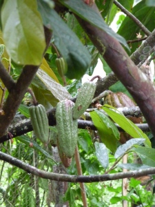 Cocoa plant