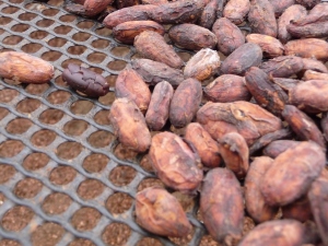 Drying out the cocoa pods